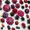 Scabiosa Seeds, Summer Fruits