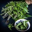 Basil Seeds, Chinese Sweet 