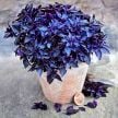 Basil Seeds, Purple Ball 