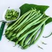 Bean Seeds, Derby