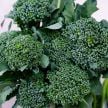Broccoli Seeds, Calabrese Green Sprouting 