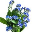 Forget-Me-Not Seeds, Bellamy Blue