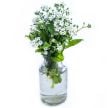 Forget-Me-Not Seeds, Bellamy White
