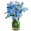 Forget-Me-Not Seeds, Blue Bird