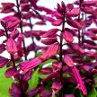 Salvia Seeds, Amore Plum