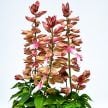 Salvia Seeds, Amore Rose Bicolor