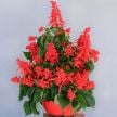 Salvia Seeds, Tall Red Hill