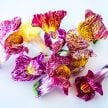 Snapdragon Seeds, Bizarre Mixed