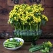Choy Sum Seeds, Choy Sum Seeds, 50-Day