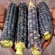 Corn Seeds, Japanese Black Sticky