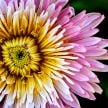 Dandelion Seeds, Pink 