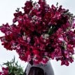 Snapdragon Seeds, Black Prince