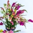Snapdragon Seeds, Tall Deluxe 