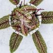 Sorrel Seeds, Bloody Dock