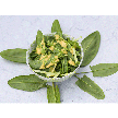 Sorrel Seeds, Green De Belleville