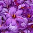 Crocus Bulbs, Saffron (25 Bulbs)