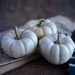 Winter Squash Seeds, Chinese Miniature White