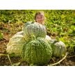 Winter Squash Seeds, Crespo