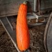 Winter Squash Seeds, Gete Okosomin or Kentucky 