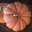 Winter Squash Seeds, Moranga 
