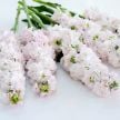 Stock Seeds, Venus Cherry