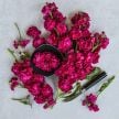 Stock Seeds, Chanter Alto Red 