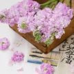 Stock Seeds, Haru No Kagayaki 