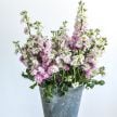 Stock Seeds, Spray Antique Pink 