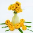 Strawflower, King Size Golden