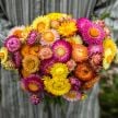 Strawflower Seeds, Tall Double Mix 