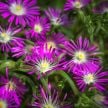 Iceplant Seeds, Purple Stardust