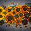 Sunflower Seeds, Autumn Beauty 