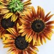 Sunflower Seeds, Paquito Yellow and Red