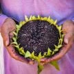 Sunflower Seeds, Hopi Black Dye 