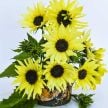 Sunflower Seeds, Ice Cream 