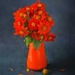 Mexican Sunflower Seeds, Red Torch  