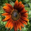 Sunflower Seeds, Red Sun 