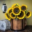 Sunflower Seeds, Taiyo 