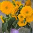 Sunflower Seeds, Tall Orange Sun 