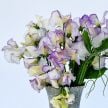 Sweet Pea Seeds, High Scent