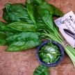Swiss Chard Seeds, Japanese Mountain Spinach