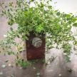 Thyme Seeds, Wild 