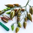 Tomato Seeds, Emalia