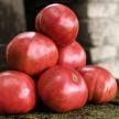 Tomato Seeds, Mortgage Lifter 