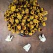 Toothache Plant Seeds, Bullseye 
