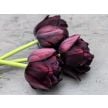 Tulip Bulbs, Black Hero (10 bulbs)