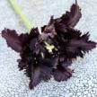 Tulip Bulbs, Black Parrot  (10 bulbs)