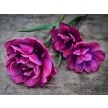 Tulip Bulbs, Rosy Diamond (10 bulbs)