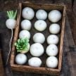 Turnip Seeds, Tokinashi 