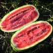 Watermelon Seeds, Kurobe 